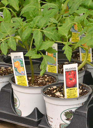 tomato plants at Goodman's in Niagara Falls